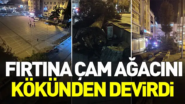 Samsun'da fırtına çam ağacını kökünden devirdi