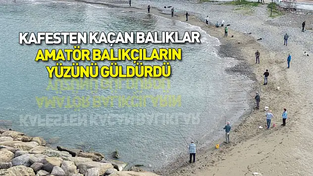 Samsun'da kafesten kaçan balıklar amatör balıkçıların yüzünü güldürdü