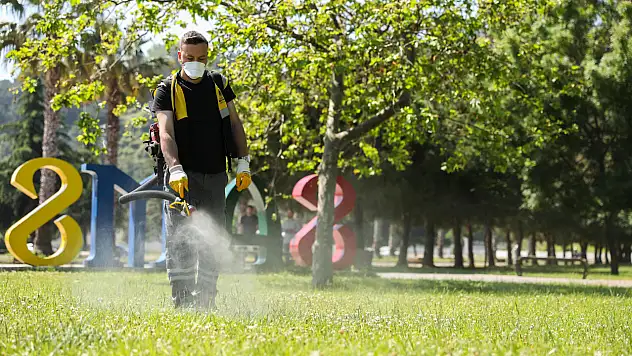 Samsun'da kenelere karşı ilaçlama mücadelesi