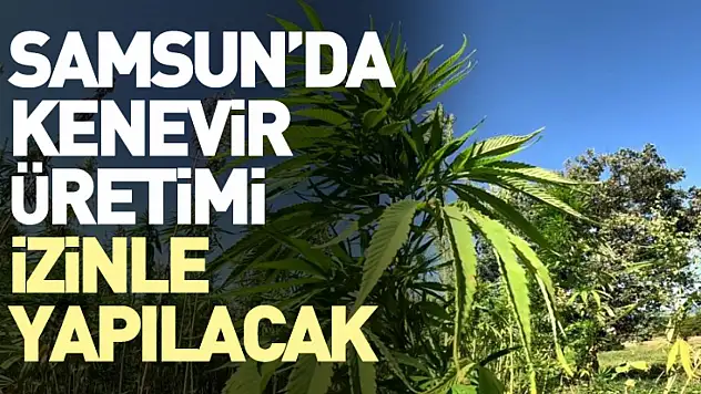 Samsun'da Kenevir Üretimi İzinle Yapılacak