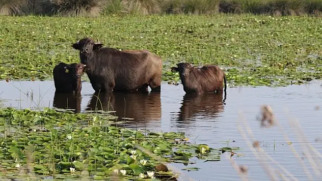 Samsun'da Mandaya Değer Katan Proje