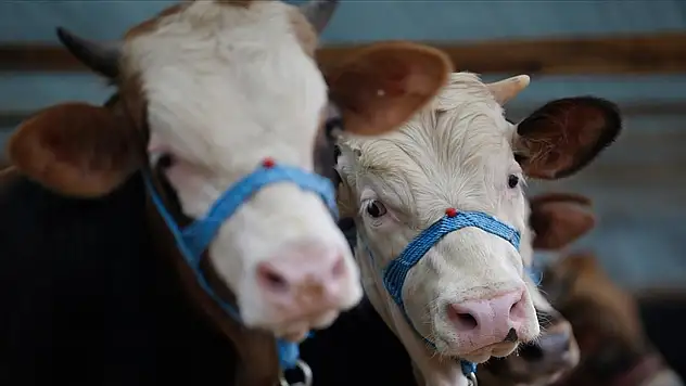 Samsun'da şap karantinası