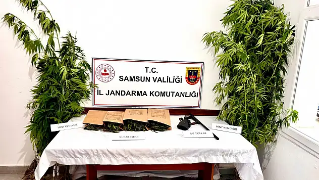 Samsun'da uyuşturucu operasyonu: 51 kök kenevir ve kubar esrar ele geçirildi