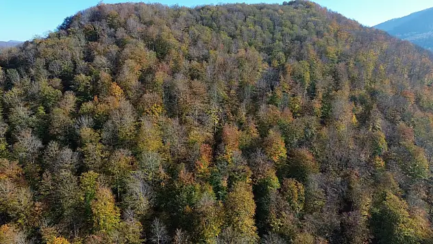 Samsun'da Yunt Dağı güz sarısına boyandı