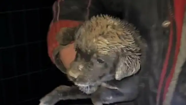 Samsun'da Zabıta ekipleri can dostu için seferber oldu