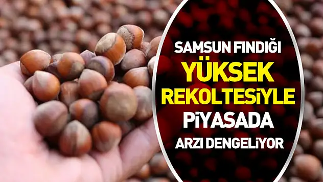 Samsun Fındığı Yüksek Rekoltesiyle Piyasada Arzı Dengeliyor