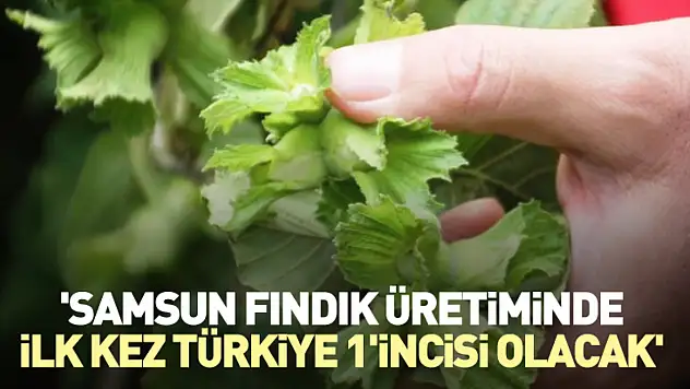 'Samsun fındık üretiminde ilk kez Türkiye 1'incisi olacak'