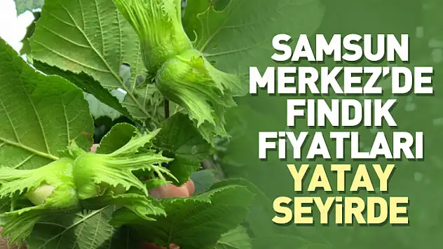 Samsun Merkez'de Fındık Fiyatları Yatay Seyirde