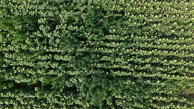 Samsun Polisi, Ayçiçeği Tarlasındaki Kenevir Tarlasını Ortaya Çıkardı