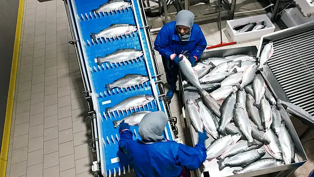 Samsun, su ürünleri ihracatında yükselişe geçiyor