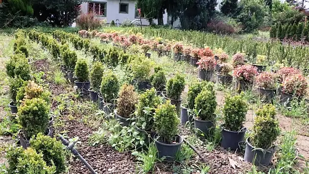 Samsun Türkiye'ye nefes oluyor