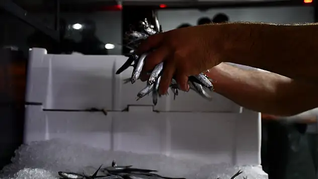 Samsunlu Balıkçılar : 'Bu Sene Hamsiden Ümitliyiz'