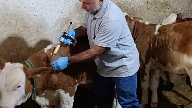 Şap aşılama kampanyasında sona gelindi