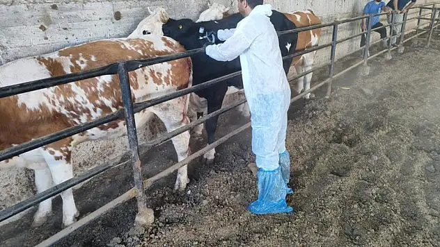 Şap hastalığına karşı kesintisiz mücadele