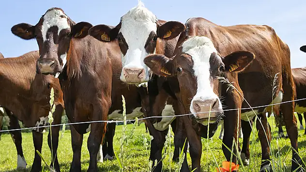 Şap hastalığıyla mücadele kontrollü şekilde sürüyor