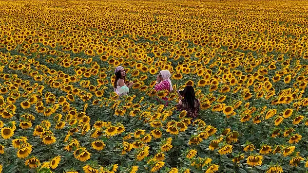 Sarı ve Yeşilin Dansı: Ayçiçeği Tarlaları Fotoğraf Tutkunlarını Büyülüyor