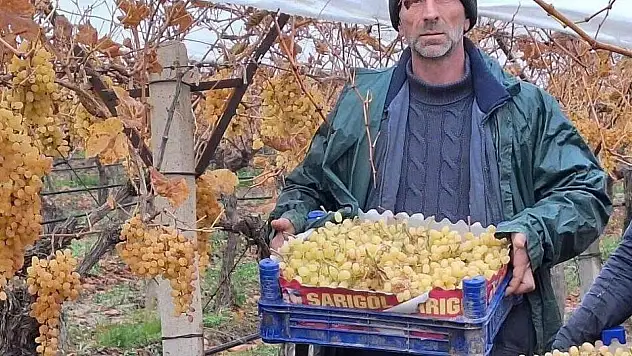 Sarıgöl'de Yeni Yıla Dalından Üzüm Hasadıyla Girildi