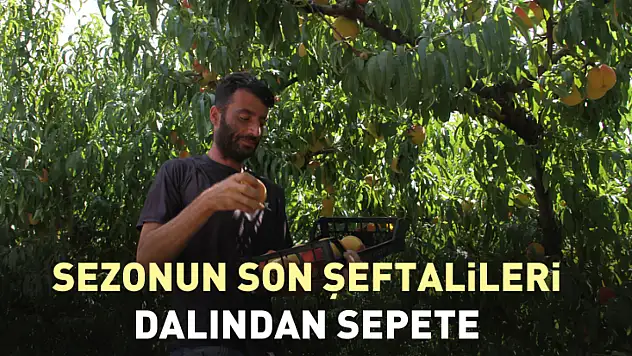 Sezonun Son Şeftalileri Dalından Sepete