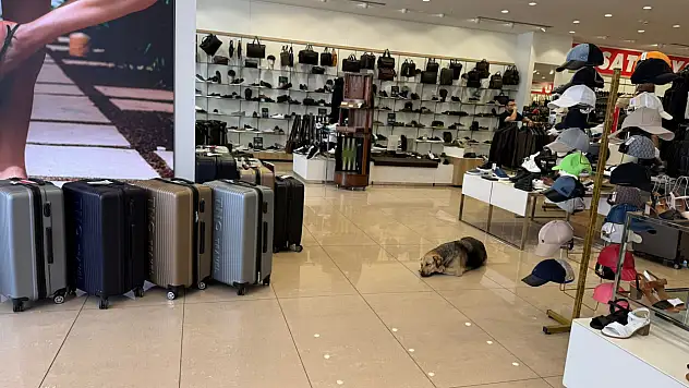 Sıcaktan bunalan sokak hayvanları klimalı mağazalara sığındı