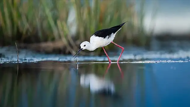 Sığ Suların Zarif Türü Göç Yolunda