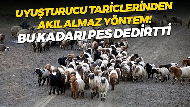 Siirt'te Hayvanların İçine Gizlenmiş 54,6 Kilogram Metamfetamin Ele Geçirildi