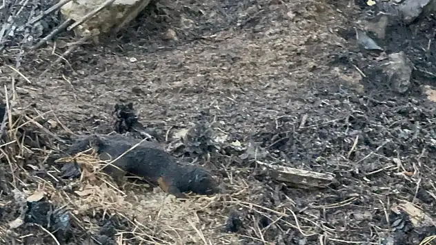 Sincap araziyi küle çevirdi