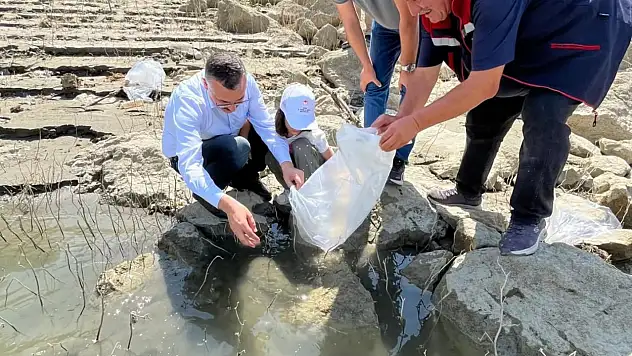 Sinop'ta 158 bin yavru sazan baraj ve göletlere bırakıldı