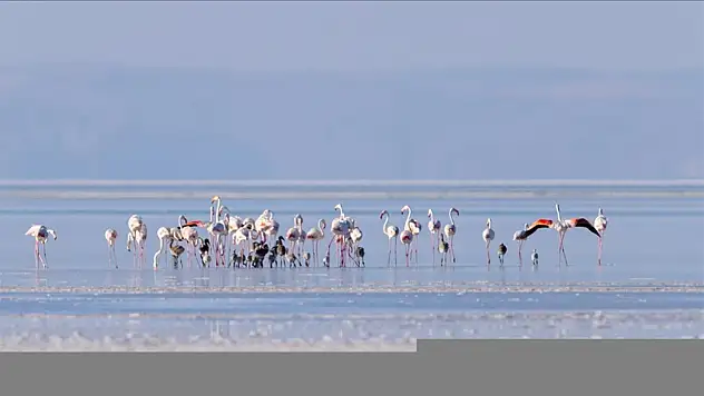 Sondaj destekli kanal, flamingolara can suyu