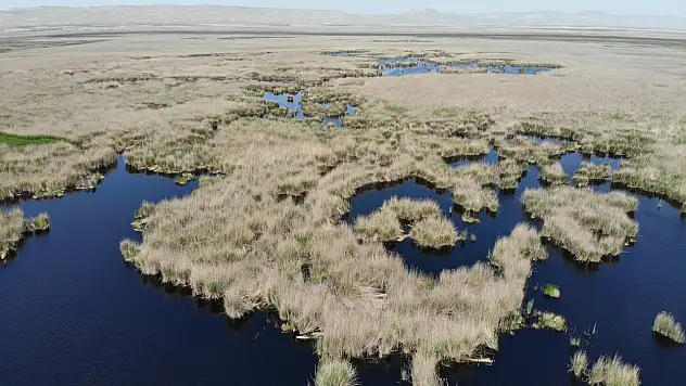 Sultan Sazlığı Alarmda