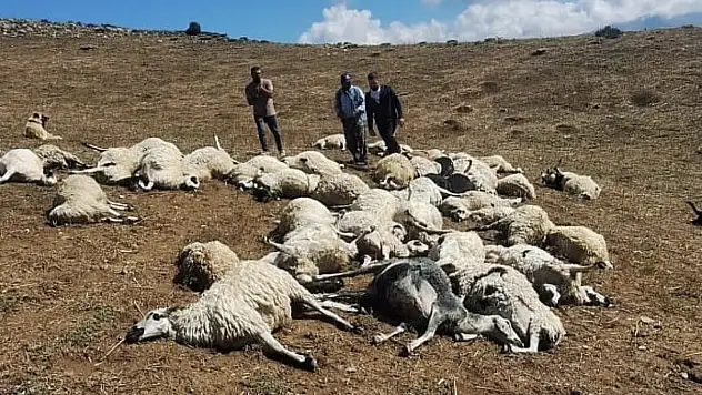 Sürüye yıldırım düştü: 58 koyun telef oldu