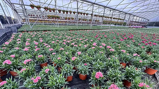 Süs bitkileri ve mamulleri ihracatı arttı