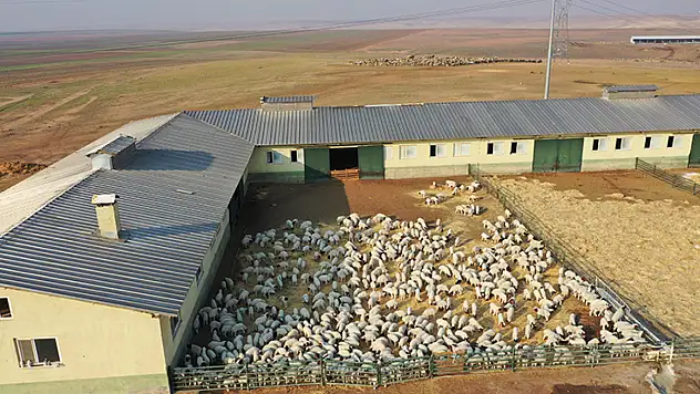 Tarımda Dev Üretim : 60 Bin İvesi Kuzu Dünyaya Geldi