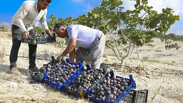 Tarımsal destekle siyah incir hasadı sevinci