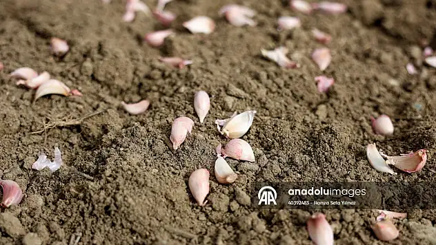 taşköprü sarımsağında dikim sezonu başladı