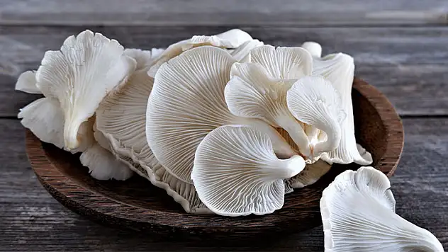 Terme'den meslek sahibi yapacak kurs