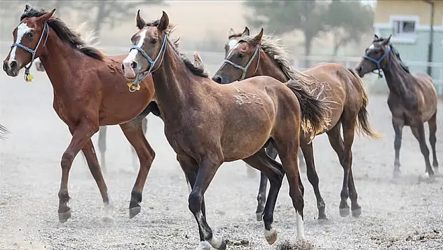 TİGEM 59 safkan Arap koşu tayı satacak