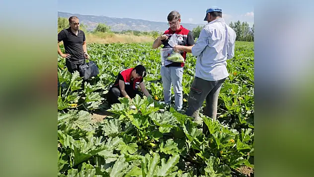 Tokat'ta hasat öncesi pestisit denetimleri sürüyor