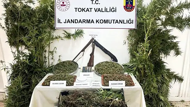 Tokat'ta jandarmadan kenevir operasyonu: 1 gözaltı