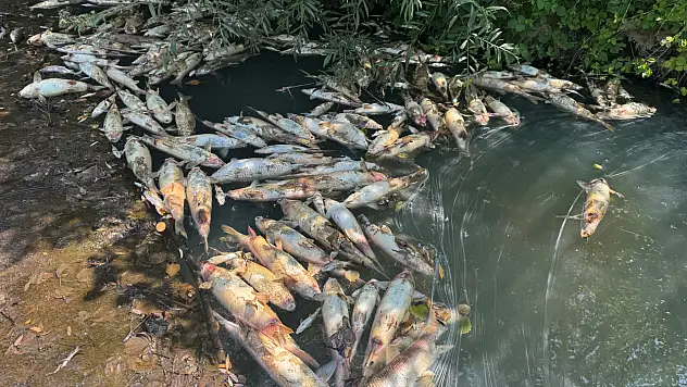 Toplu balık ölümlerine ilişkin inceleme