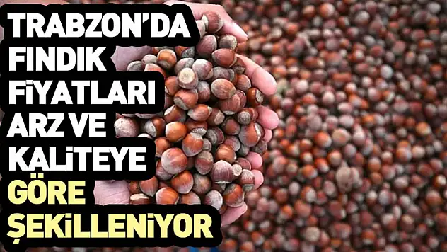 Trabzon'da Fındık Fiyatları Arz ve Kaliteye Göre Şekilleniyor