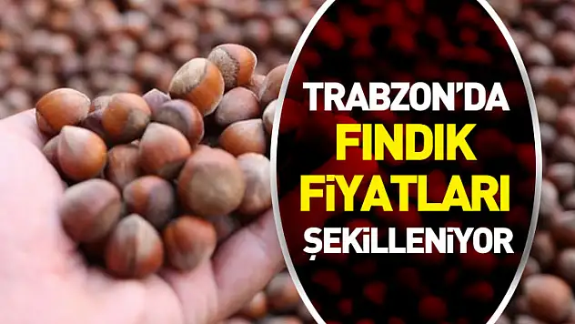 Trabzon'da Fındık Fiyatları Doğu ve Batı Vadilerine Göre Şekilleniyor