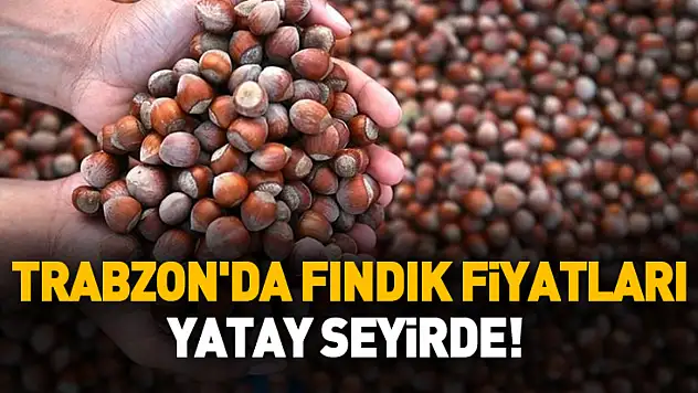 Trabzon'da Fındık Fiyatları Yatay Seyirde! (20 Ocak 2026)