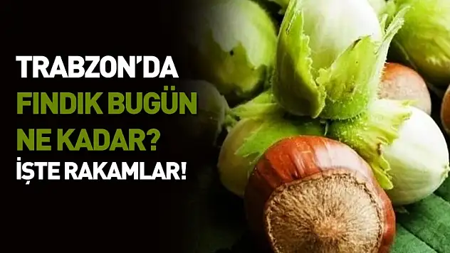 Trabzon'da Fındık Piyasası 14 Kasım 2025'te Dengeli Seyir İzliyor