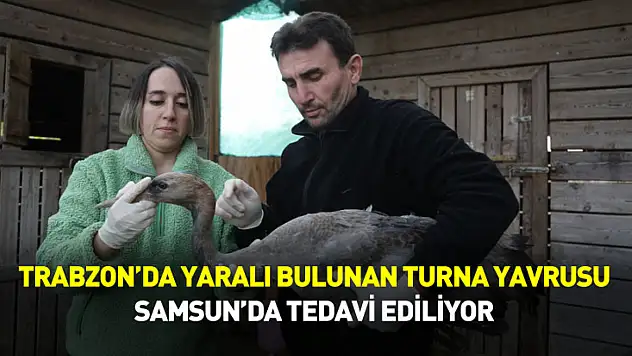 Trabzon'da yaralı bulunan turna yavrusu Samsun'da tedavi ediliyor