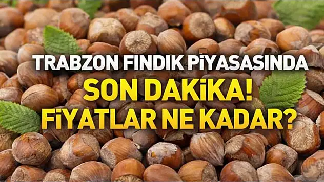Trabzon Fındık Piyasasında Son Dakika! Fiyatlar Ne Kadar?