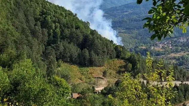 Türkeli'de ormanlık alanda örtü yangını