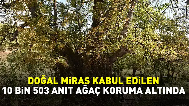 Türkiye'de doğal miras kabul edilen 10 bin 503 anıt ağaç koruma altında