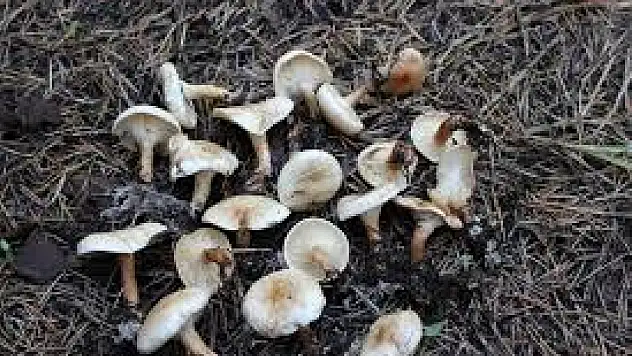 Türkiye'de görülen zehirli mantarlar!