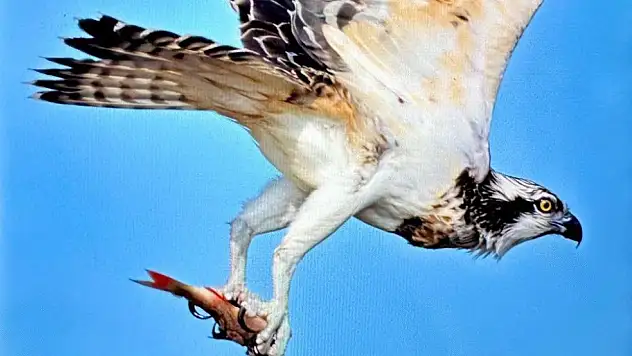 Türkiye'de nadir görülen balık kartalı görüntülendi