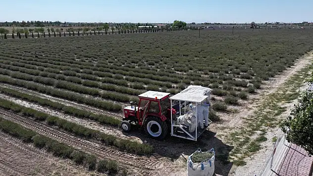 Türkiye'nin en büyük Lavanta Bahçesi'nde hasat başladı
